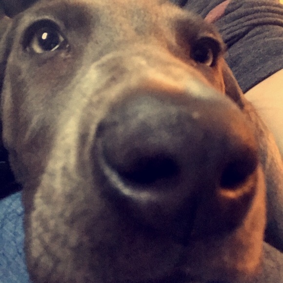 Meet your Posher, Regan - Picture 1 of 1